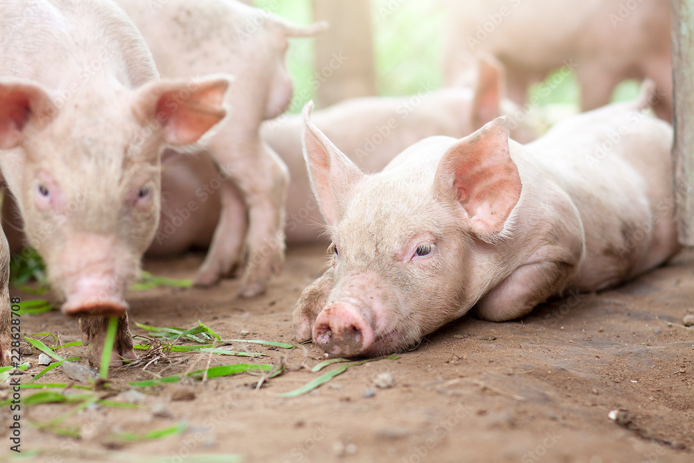 The pig has just been newborn on a farm. The pig has just been newborn on a farm.