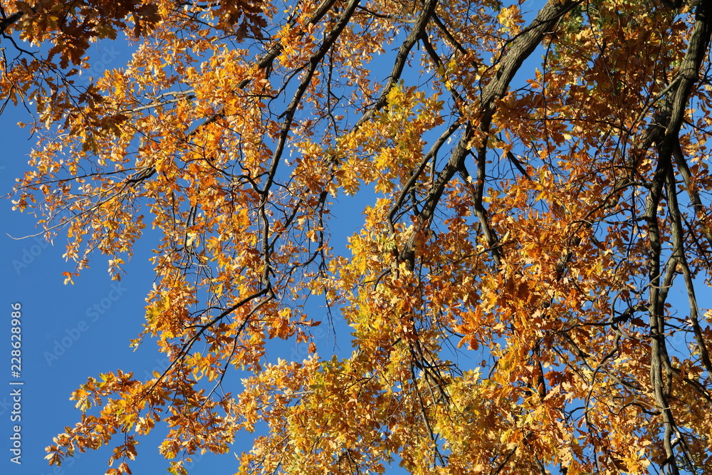 Yellow-red leaves and oak branches against the blue sky in autumn Yellow-red leaves and oak branches against the blue sky in autumn