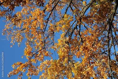 Yellow-red leaves and oak branches against the blue sky in autumn