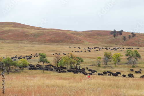 buffalo roundup
