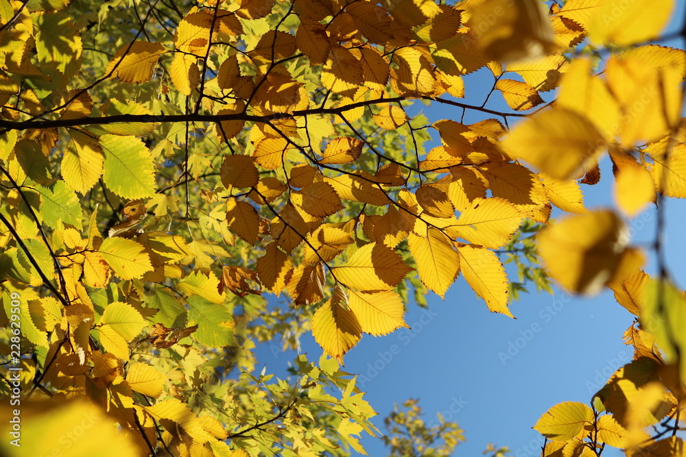 Obraz premium Yellow leaves of elm against a blue sky in autumn