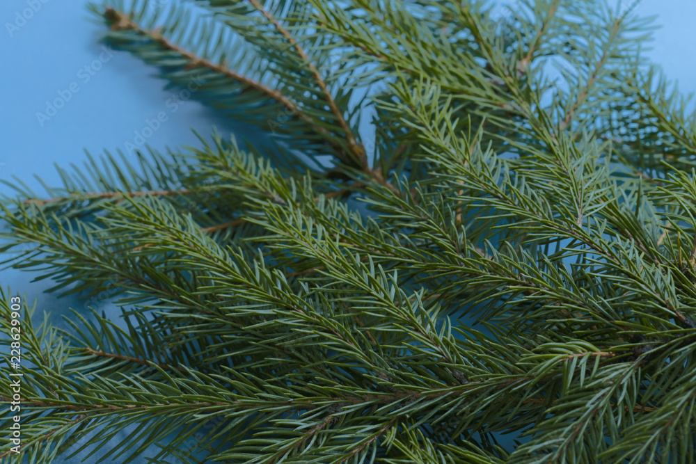 On a blue background are spruce twigs. Christmas concept. Cropped shot, isolated, macro, background, horizontal, blurred. Place for text. On a blue background are spruce twigs. Christmas concept. Cropped shot, isolated, macro, background, horizontal, blurred. Place for text.