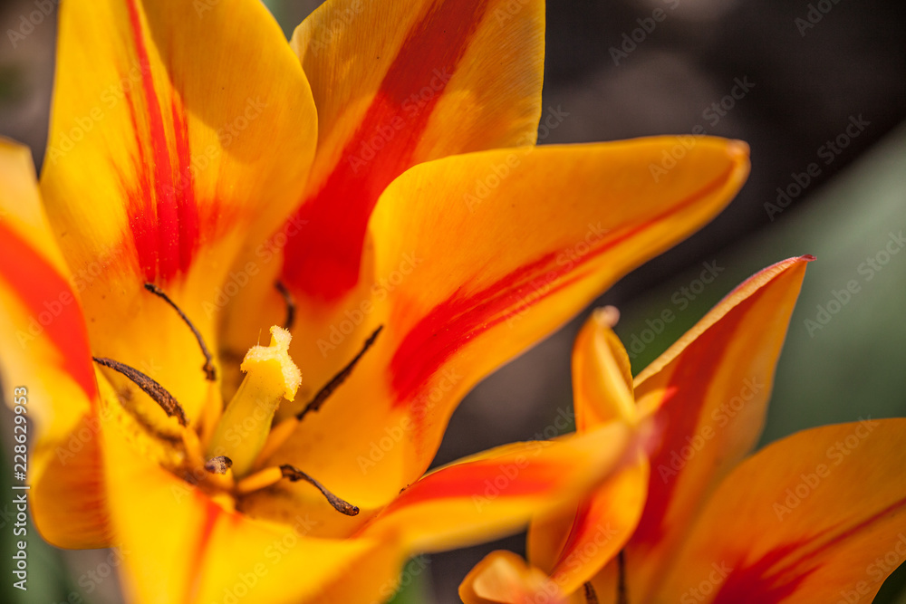 Großaufnahme von Tulpenblüten in gelb und rot 