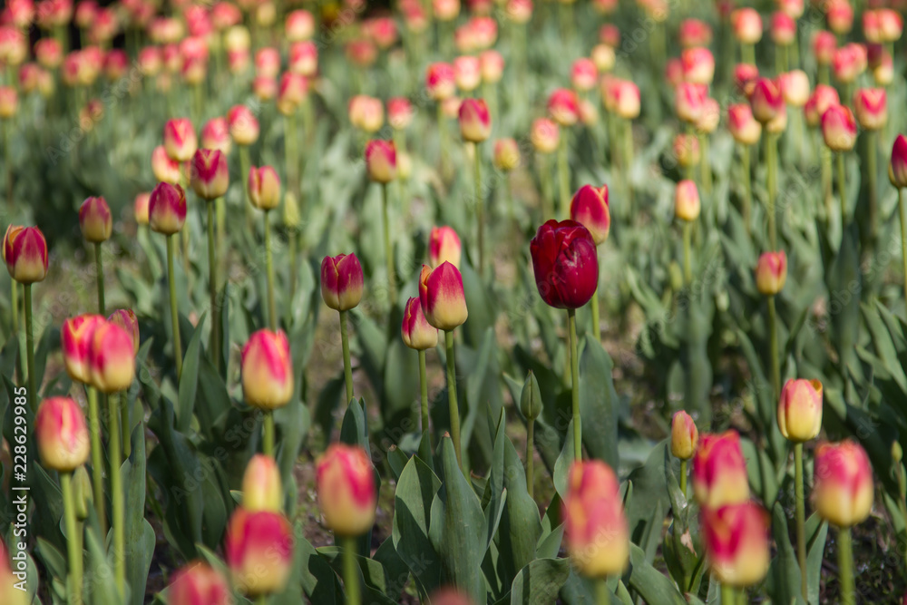 Obraz premium tulpenfeld in rot und gelb