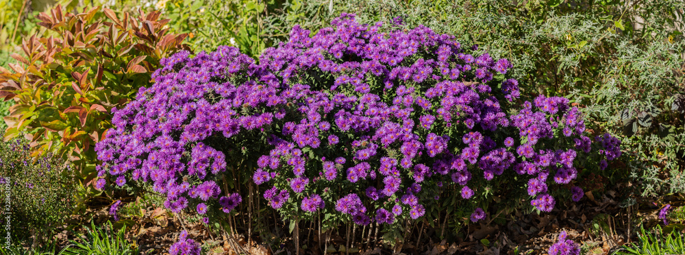 vibrant purple mums on a sunny day panorama