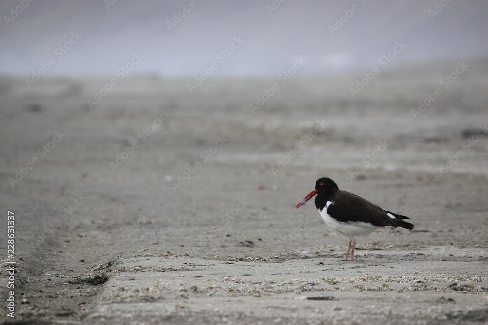 Seagull against sea shore. Beach background. Seagull against sea shore. Beach background.