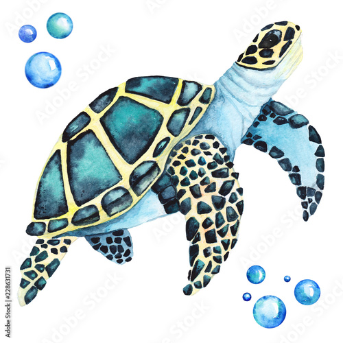 Big Sea Turtle Handdrawing Watercolor Illustration a High Resolution