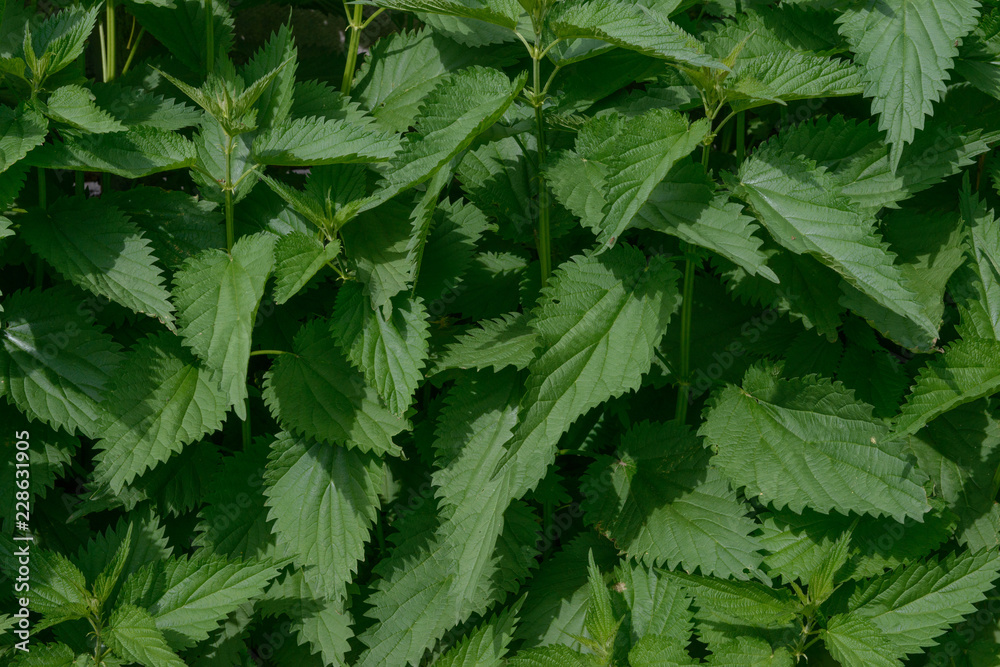 Lush foliage of nettle is as natural green background.