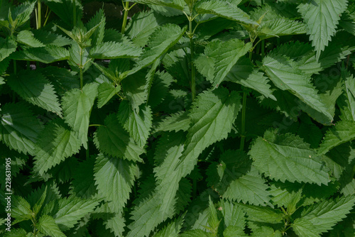 Lush foliage of nettle is as natural green background.