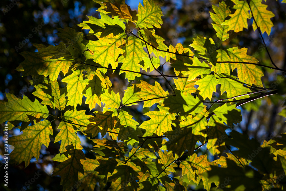 Yellow and green autumn oak leaves on blue sky background Yellow and green autumn oak leaves on blue sky background