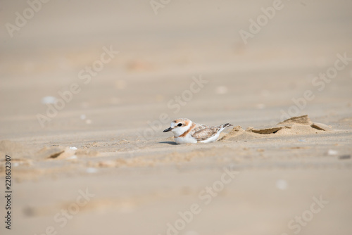 Malaysian plover is a small wader that nests on beaches and salt flats in Southeast Asia. © joesayhello