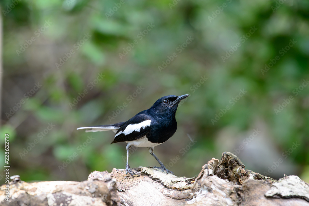 Oriental magpie-robin, they are common birds in urban gardens as well as forests. Oriental magpie-robin, they are common birds in urban gardens as well as forests.