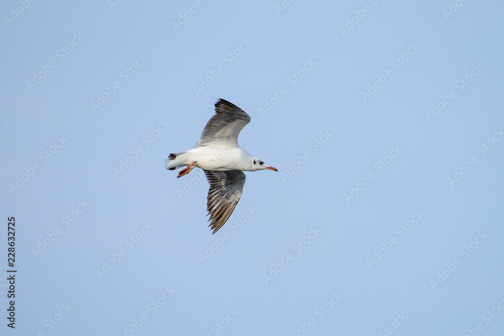 flying seagull at bangpu recreation center samut prakan thailand