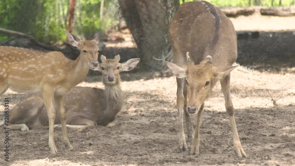 Spotted fallow deer in animal park close up. Family sika deer. Wild forest animal in nature reserve. Spotted fallow deer in animal park close up. Family sika deer. Wild forest animal in nature reserve.
