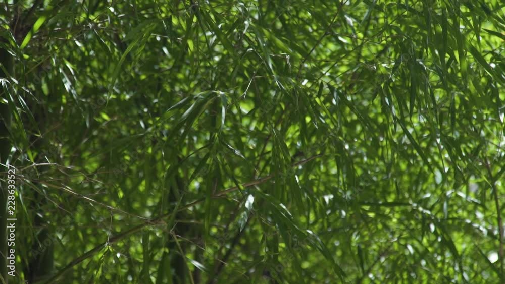 Green bamboo foliage waving on wind in tropical forest. Close up leaves of green bamboo tree. Green bamboo foliage waving on wind in tropical forest. Close up leaves of green bamboo tree.