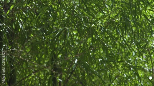 Wallpaper Mural Green bamboo foliage waving on wind in tropical forest. Close up leaves of green bamboo tree. Torontodigital.ca