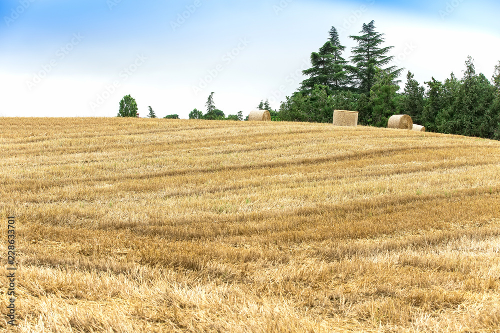 Fototapeta premium Landscape, field and penned hay