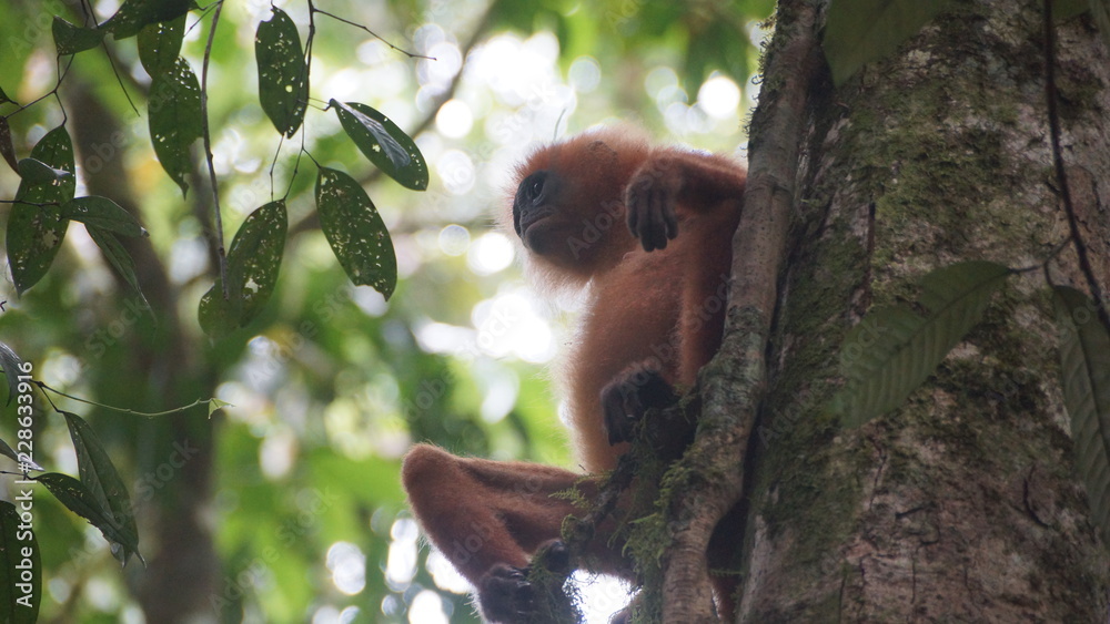 Red Langur Monkey Primate spotted in Danum Valley Rainforest, Borneo Red Langur Monkey Primate spotted in Danum Valley Rainforest, Borneo