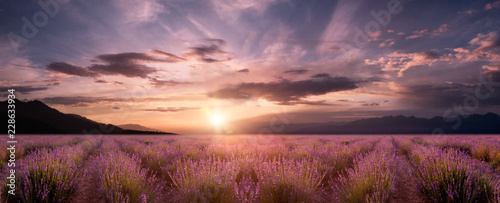panorama field lavender © Li Ding