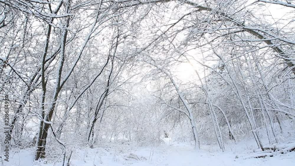 Trees with snow in winter forest. Trees with snow in winter forest.