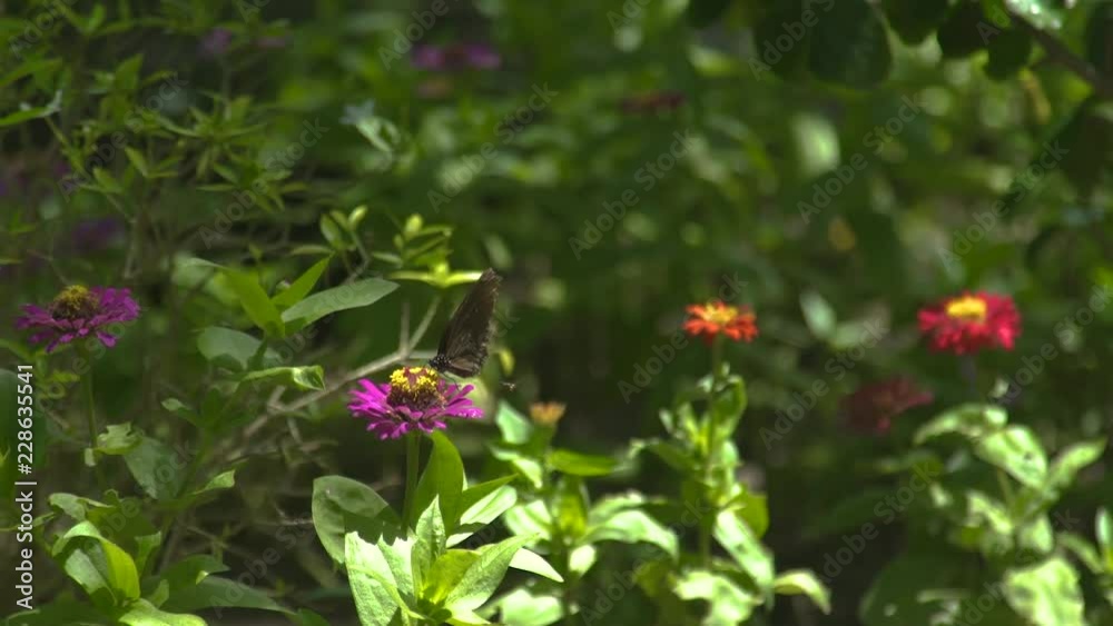 Butterfly pollinating summer flowers in blooming garden. Butterfly collecting nectar on flowers in flowering meadow at summer day. Butterfly pollinating summer flowers in blooming garden. Butterfly collecting nectar on flowers in flowering meadow at summer day.