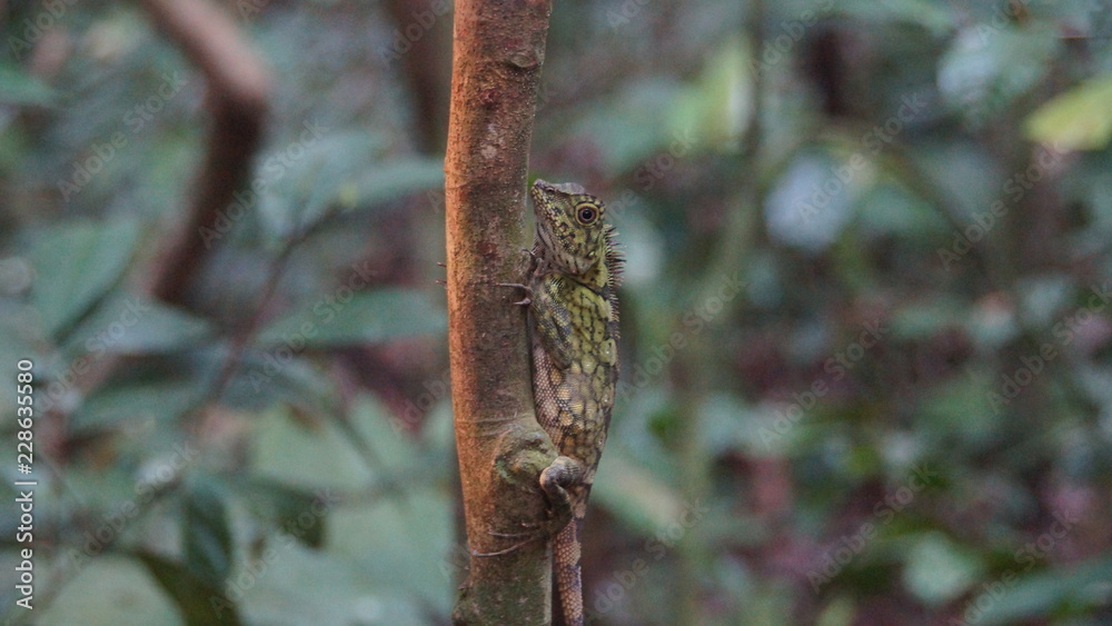 Borneo Anglehead Lizard an endemic species spotted in Danum Valley, Rainforest, Borneo Borneo Anglehead Lizard an endemic species spotted in Danum Valley, Rainforest, Borneo