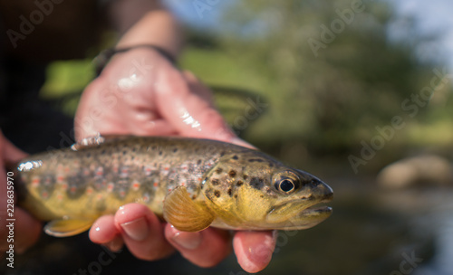 Fototapeta Naklejka Na Ścianę i Meble -  Brown trout (Salmo Trutta Fario) with wonderful pattern with red dots and yellow belly caught while fly fishing in a small creek high in the Swiss Alps on the dry fly