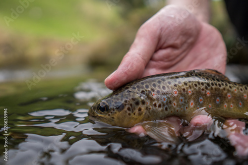 Fototapeta Naklejka Na Ścianę i Meble -  Brown trout (Salmo Trutta Fario) with wonderful pattern with red dots and yellow belly caught while fly fishing in a small creek high in the Swiss Alps on the dry fly