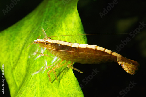 bamboo shrimp  feeds by filtering the water flow. Atyopsis moluccensis