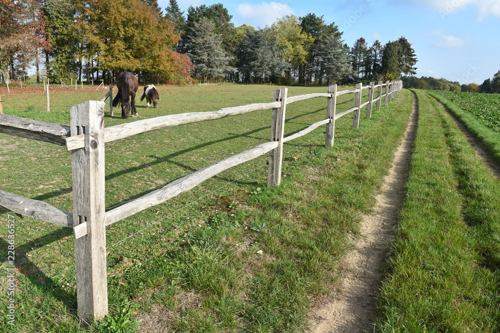 Fototapeta premium cloture bois fil nature vert champs prairie