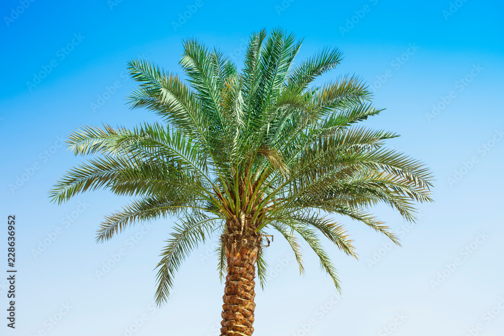 palm tree in nature with clear blue sky palm tree in nature with clear blue sky