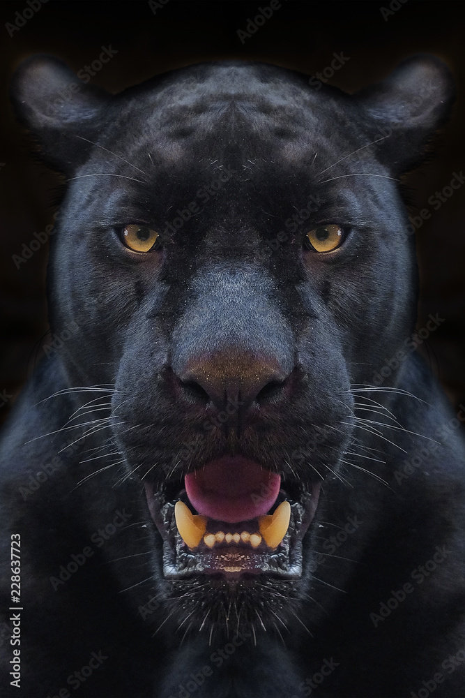 Black panther shot close up with black background