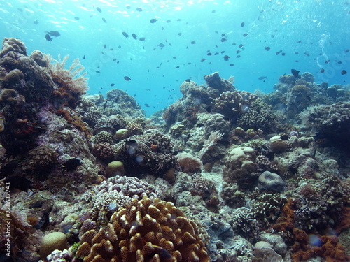 Scuba Diver in Blue Sea  in the Waters of Bunaken Island  Diving Bunaken  Indonesia.