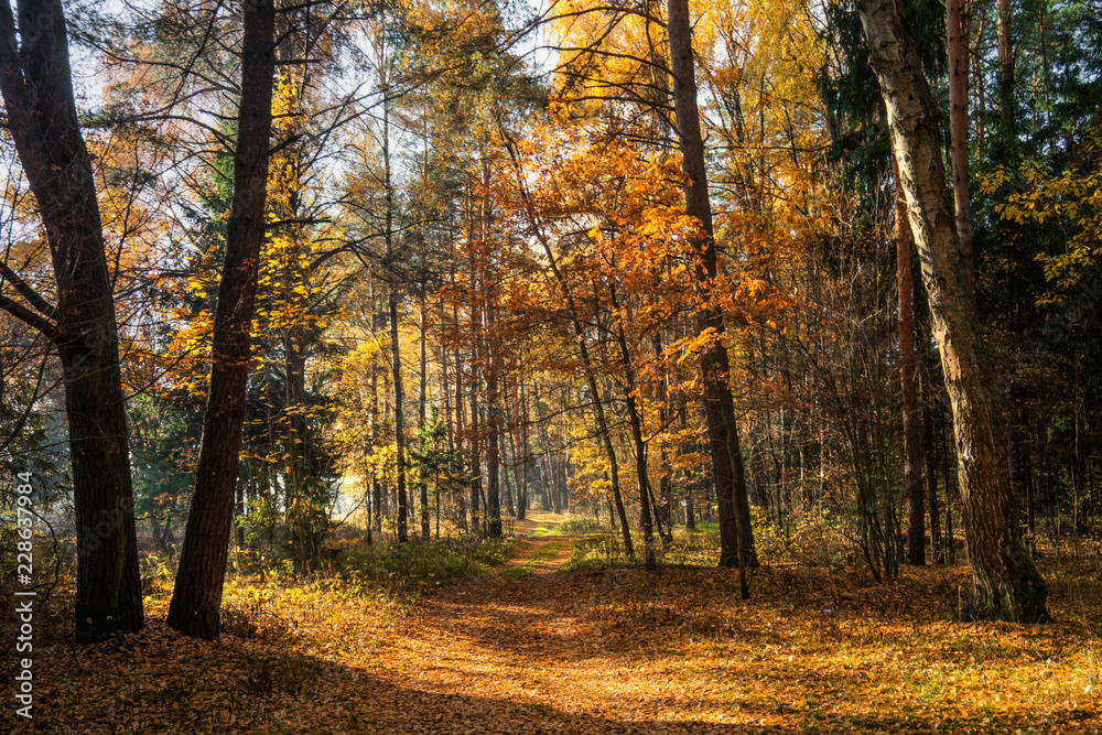 autumn in the forest autumn in the forest