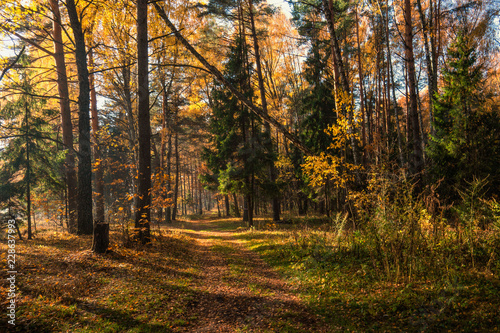 autumn in the forest