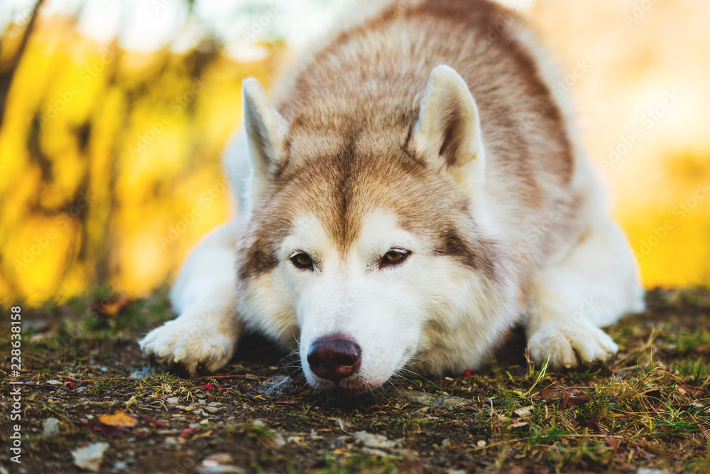 Portrait of free and wistful Beige and white dog breed Siberian Husky lying in autumn on a bright forest background.