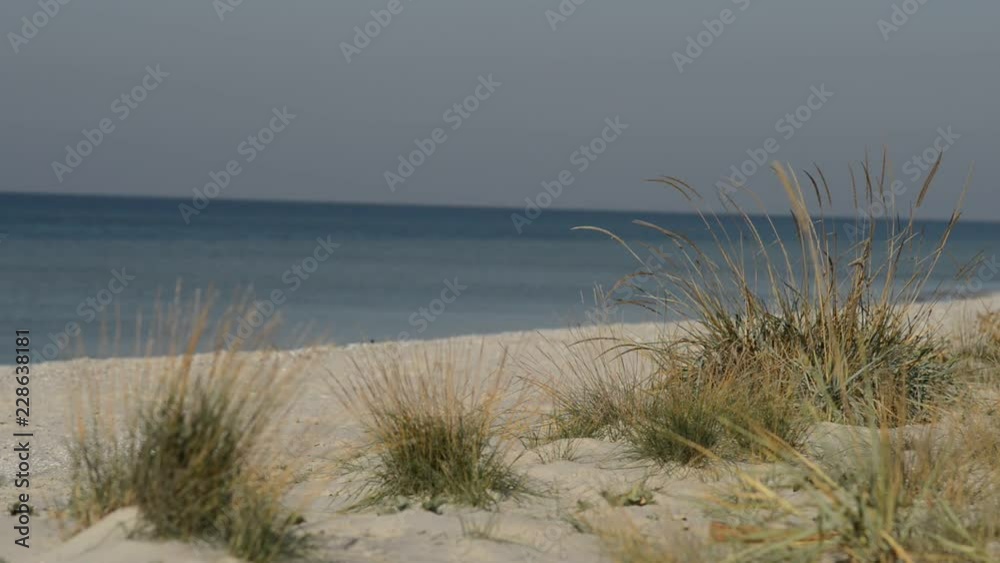 Wind shakes the grass on a sandy beach on a sunny day. Wind shakes the grass on a sandy beach on a sunny day.
