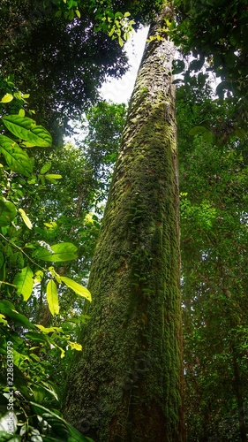 Fototapeta Naklejka Na Ścianę i Meble -  lush greenery of thick virgin rainforest of Danum Valley, in Borneo