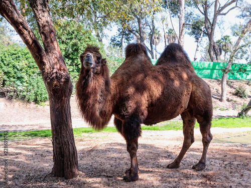 A two-humped camel stands on the ground in the  shade of a tree on a sunny day