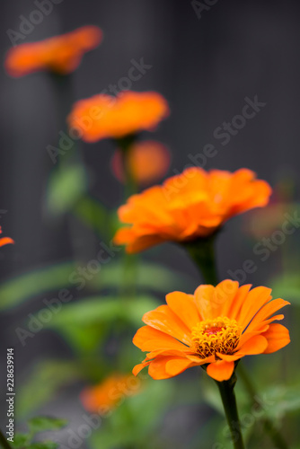 橙色の百日草の花花