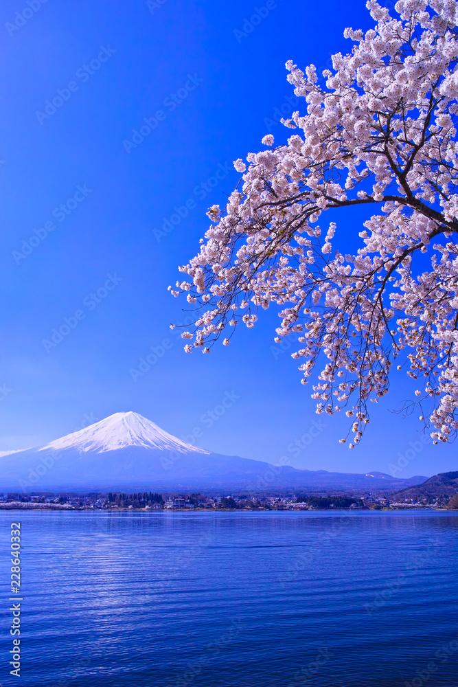 河口湖北岸から見る満開の桜と富士山