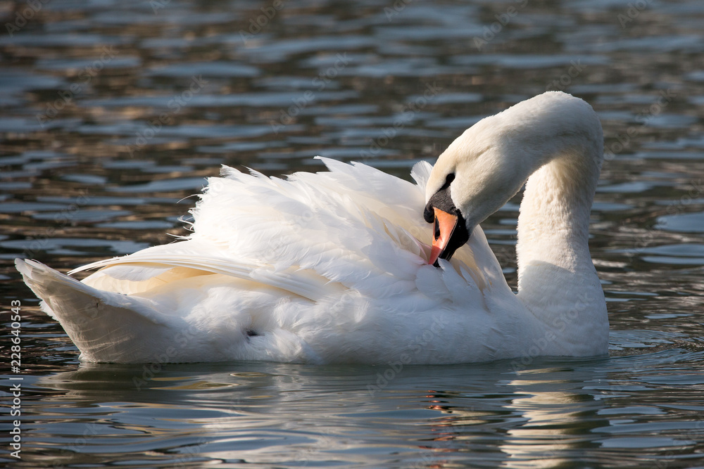 Fototapeta premium Schwan