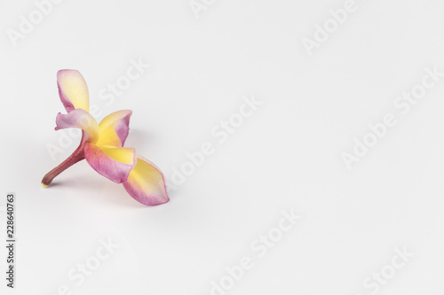 Flowers with white background