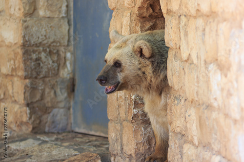Syrian bear looks out from a passage in the wall photo