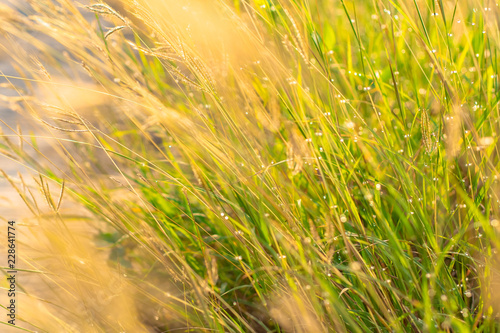 Grass and grass flowers that affect the sun in the morning. photo