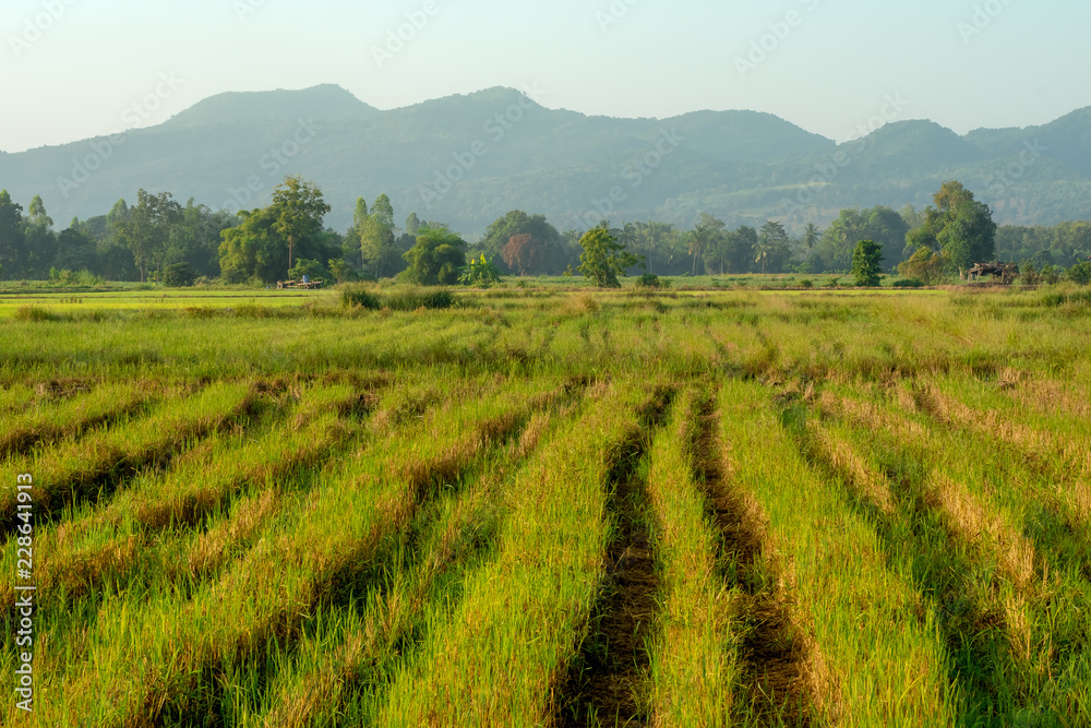 Fields in Thailand in the morning. Growing Farmers prepare to harvest. Fields in Thailand in the morning. Growing Farmers prepare to harvest.