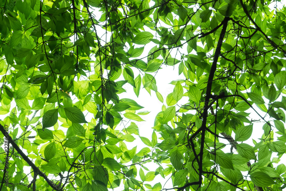 Fototapeta premium Green foliage