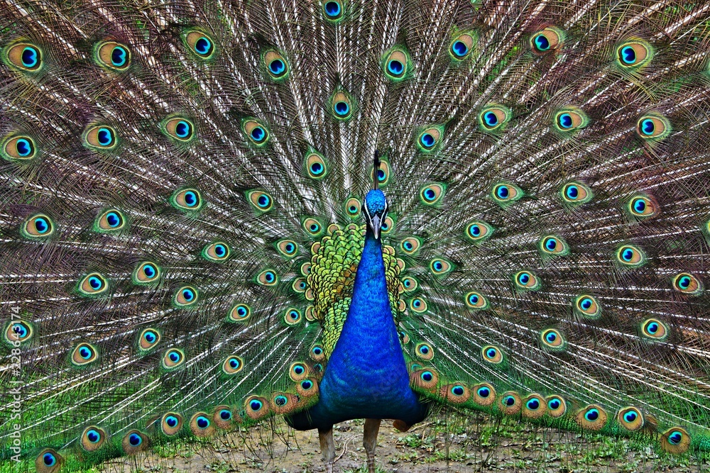 Obraz premium Peacock