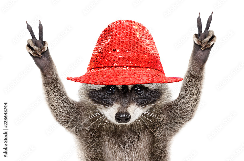 Portrait a funny raccoon in a red hat, showing a sign peace, isolated on white background Stock Photo | Adobe Stock