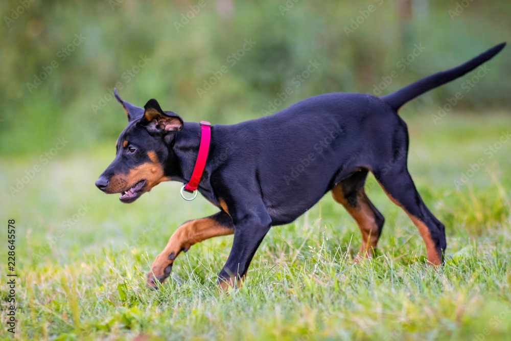Dog puppy is playing on the green garden. It is a girl with pink collar. She is black and brown doberman breed. Dog puppy is playing on the green garden. It is a girl with pink collar. She is black and brown doberman breed.